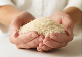 بدون حمایت دولت نمی‌توانیم بازار برنج را مدیریت کنیم
