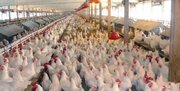خرید روزانه هزار تن مرغ از مرغداران داخلی