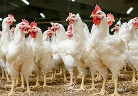 ۱۳ مزرعه غیرفعال تولید مرغ مادر آرین احیا می‌شود