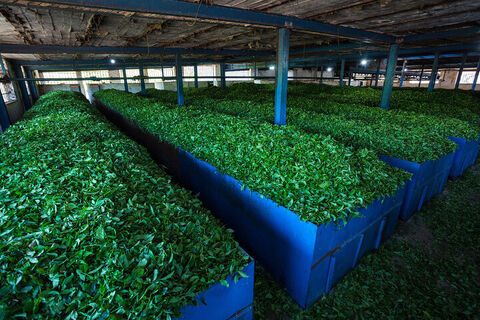 صادرات ۱۵ هزار تنی چای در سال گذشته