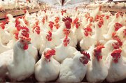 مافیای واردات مرغ در کمین نشسته‌ است