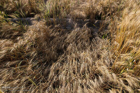 خسارت سنگین باران به کشاورزان خوزستان؛ چقدر گندم از بین رفت؟