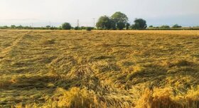 میزان خسارت مزارع گندم ناشی از سیل استان‌های جنوبی به‌زودی اعلام می‌شود