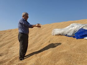 تمهیدات لازم برای ذخیره گندم در استان خوزستان اجرا شد