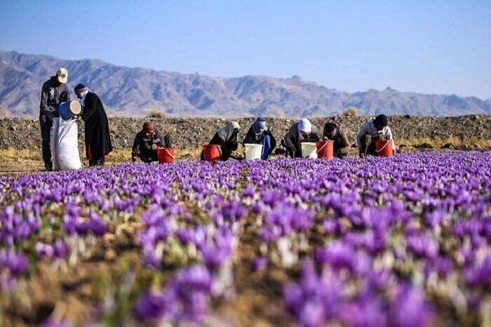فائو و ایران پروژه جدیدی برای افزایش اصالت زعفران امضا کردند