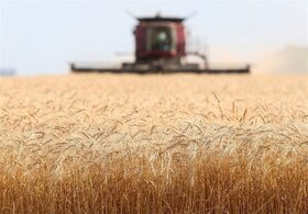 بیش از ۱.۱ میلیون تن گندم از کشاورزان خوزستانی خریداری شد