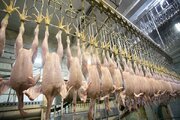 امسال ۲۰۰ هزار تُن گوشت مرغ صادر می کنیم
