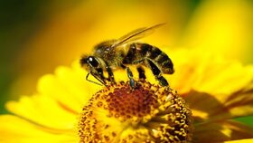 برگزاری سومین آیین روز جهانی زنبور عسل 31 اردیبهشت در تهران